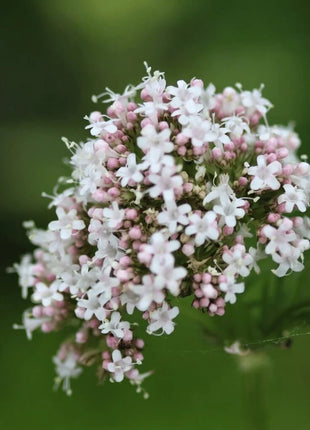 Valerian – 100 Seeds