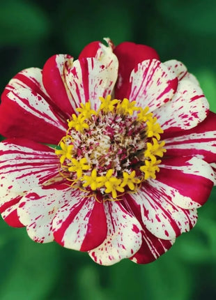 Peppermint Stick Zinnia – 50 Seeds