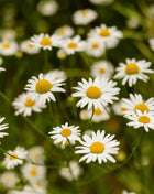 Roman Chamomile – 300 Seeds