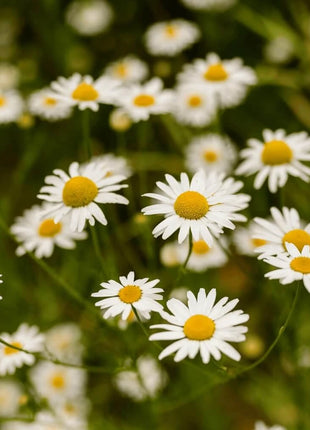 Roman Chamomile – 300 Seeds