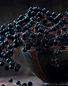American Black Elderberry – 50 Seeds