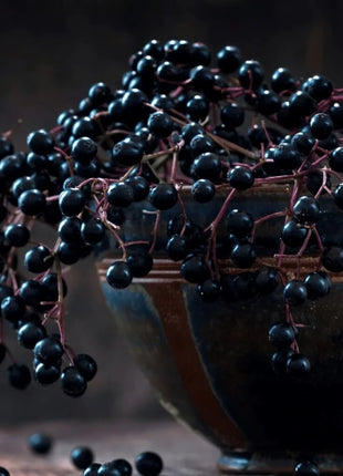 American Black Elderberry – 50 Seeds