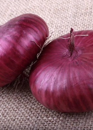 Cipollini Red Onion – 100 Seeds