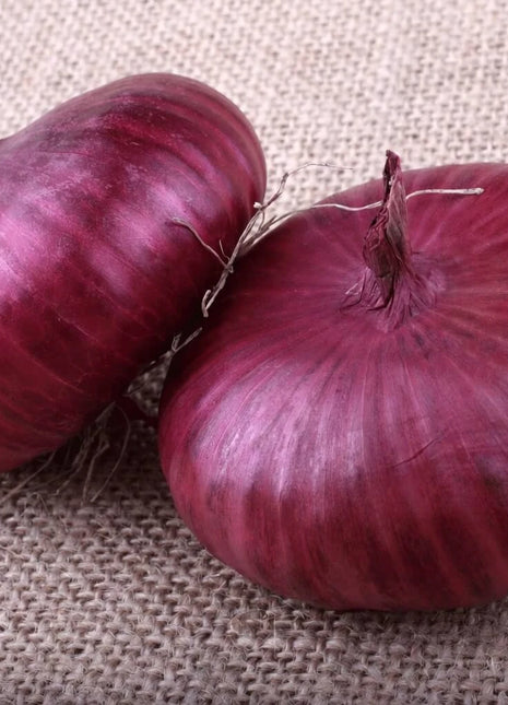 Cipollini Red Onion – 100 Seeds
