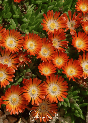 Orange Gelato Ice Plant – 200 Seeds