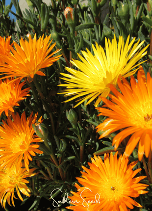 Orange Gelato Ice Plant – 200 Seeds
