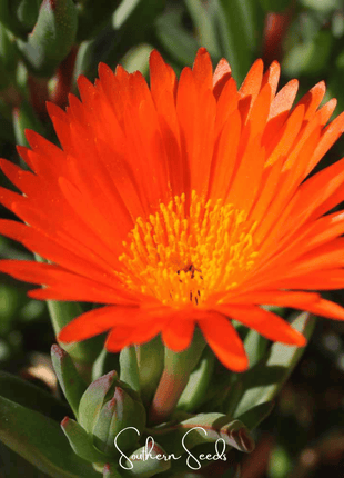 Orange Gelato Ice Plant – 200 Seeds
