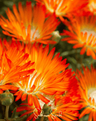Orange Gelato Ice Plant – 200 Seeds