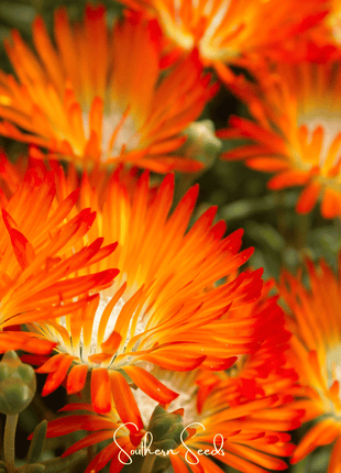 Orange Gelato Ice Plant – 200 Seeds