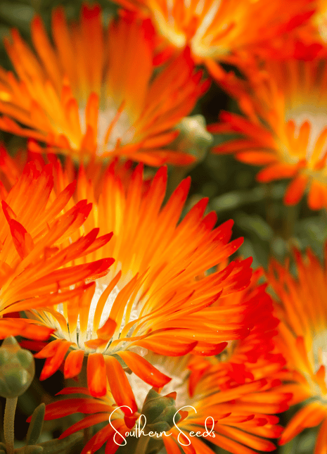 Orange Gelato Ice Plant – 200 Seeds