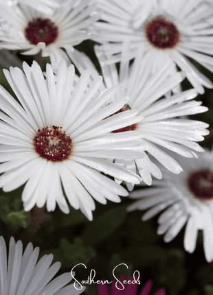 Gelato White Ice Plant – 200 Seeds