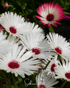 Gelato White Ice Plant – 200 Seeds