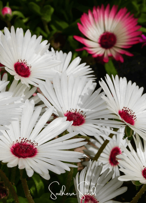 Gelato White Ice Plant – 200 Seeds