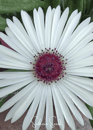 Gelato White Ice Plant – 200 Seeds