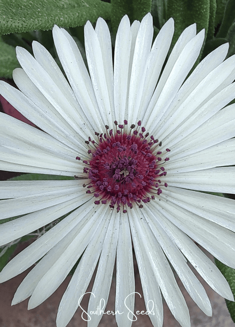 Gelato White Ice Plant – 200 Seeds