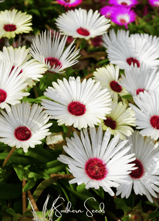 Gelato White Ice Plant – 200 Seeds