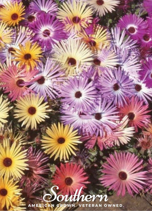 Ice Plant Mix – 200 Seeds