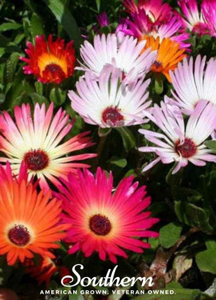 Ice Plant Mix – 200 Seeds