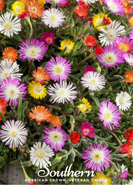 Ice Plant Mix – 200 Seeds