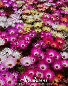 Ice Plant Mix – 200 Seeds