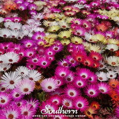Collection image for: Ice Plant