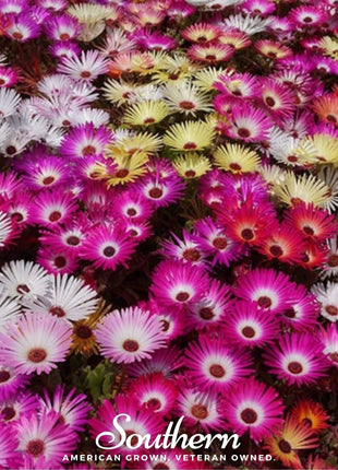 Ice Plant Mix – 200 Seeds