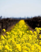 Yellow Mustard – 200 Seeds