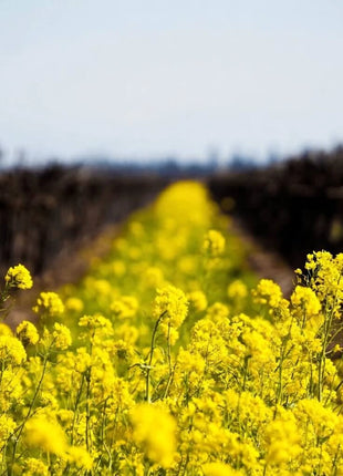 Yellow Mustard – 200 Seeds