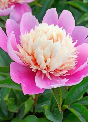 Lady Liberty Peony Seeds - Showy Blooms, Fragrant, Long-Lived, Attracts Pollinators, Excellent Cut Flower - Plant in Spring/Fall