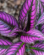 Persian Shield House Plant