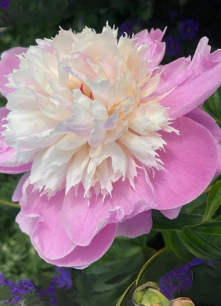 Lady Liberty Peony Seeds - Showy Blooms, Fragrant, Long-Lived, Attracts Pollinators, Excellent Cut Flower - Plant in Spring/Fall