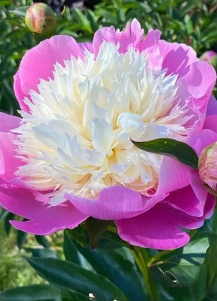 Lady Liberty Peony Seeds - Showy Blooms, Fragrant, Long-Lived, Attracts Pollinators, Excellent Cut Flower - Plant in Spring/Fall