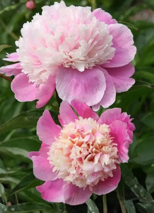 Lady Liberty Peony Seeds - Showy Blooms, Fragrant, Long-Lived, Attracts Pollinators, Excellent Cut Flower - Plant in Spring/Fall