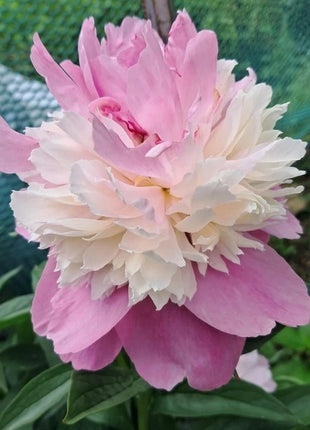 Lady Liberty Peony Seeds - Showy Blooms, Fragrant, Long-Lived, Attracts Pollinators, Excellent Cut Flower - Plant in Spring/Fall