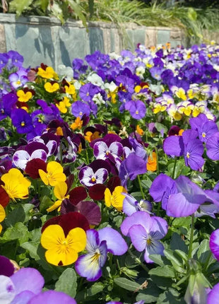 🔥🌱Winter Sale – 50% off for a limited time only🌸Beautiful Pansy (Viola tricolor) – frost-resistant flower seeds