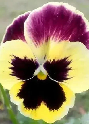 🔥🌱Winter Sale – 50% off for a limited time only🌸Beautiful Pansy (Viola tricolor) – frost-resistant flower seeds