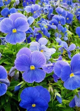 🔥🌱Winter Sale – 50% off for a limited time only🌸Beautiful Pansy (Viola tricolor) – frost-resistant flower seeds