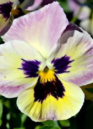 🔥🌱Winter Sale – 50% off for a limited time only🌸Beautiful Pansy (Viola tricolor) – frost-resistant flower seeds