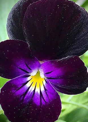 🔥🌱Winter Sale – 50% off for a limited time only🌸Beautiful Pansy (Viola tricolor) – frost-resistant flower seeds