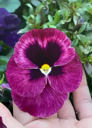 🔥🌱Winter Sale – 50% off for a limited time only🌸Beautiful Pansy (Viola tricolor) – frost-resistant flower seeds