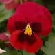 🔥🌱Winter Sale – 50% off for a limited time only🌸Beautiful Pansy (Viola tricolor) – frost-resistant flower seeds