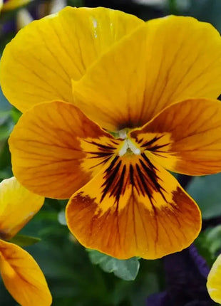 🔥🌱Winter Sale – 50% off for a limited time only🌸Beautiful Pansy (Viola tricolor) – frost-resistant flower seeds