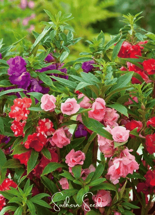 Bush Mix Impatiens – 50 Seeds