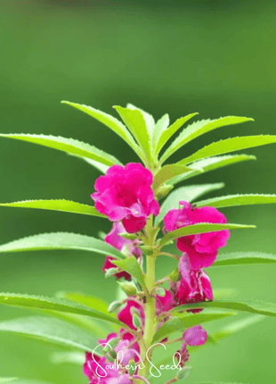 Bush Mix Impatiens – 50 Seeds