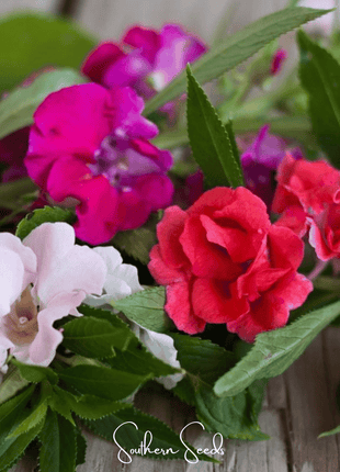 Bush Mix Impatiens – 50 Seeds