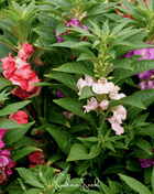 Bush Mix Impatiens – 50 Seeds