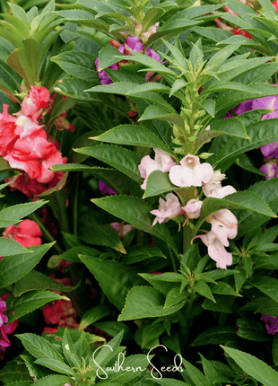 Bush Mix Impatiens – 50 Seeds