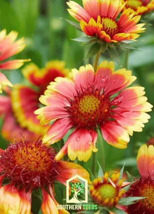 Indian Blanket – Firewheel – 200 Seeds