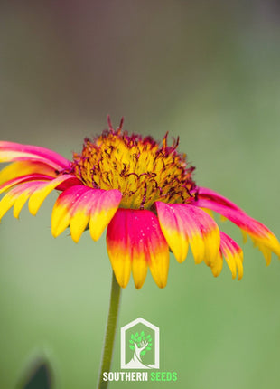 Indian Blanket – Firewheel – 200 Seeds