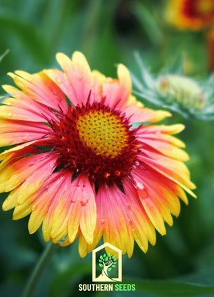 Indian Blanket – Firewheel – 200 Seeds